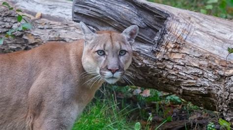 Cougar Believed To Be Responsible For Bc Attack Has Been Killed