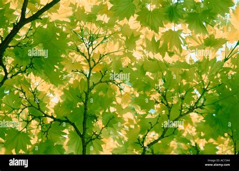 Maple Foliage Acer Spec Stock Photo Alamy