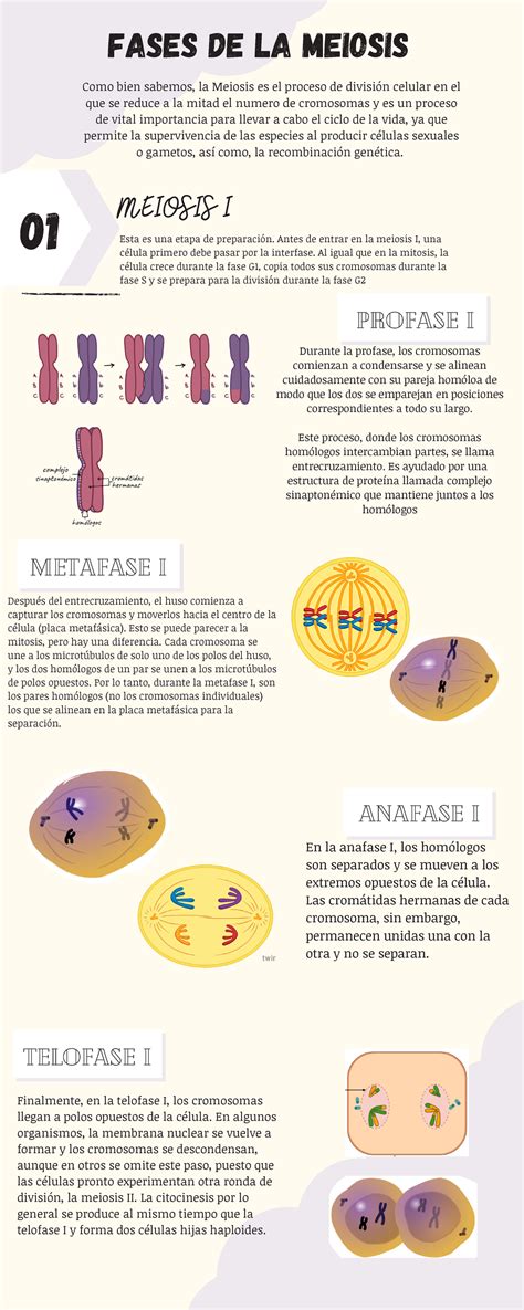 Infografia De Las Fases De La Meiosis Biologia Humana 01 Esta Es