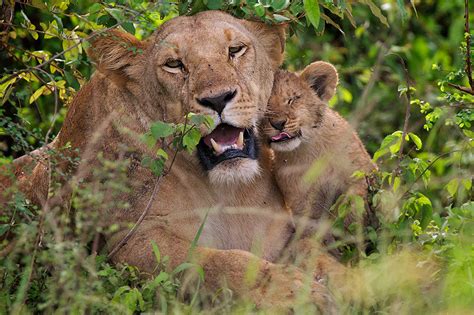 Lion Mother And Cub Sean Crane Photography
