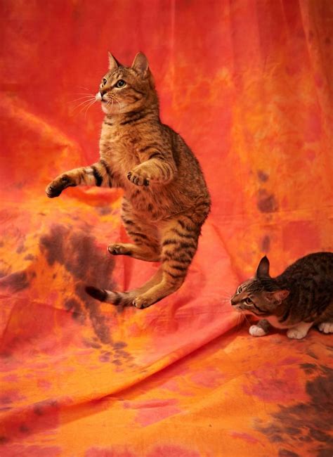 Jumping Cats At Play Look Like Ninjas Jumping Cat Crazy Cats Cats