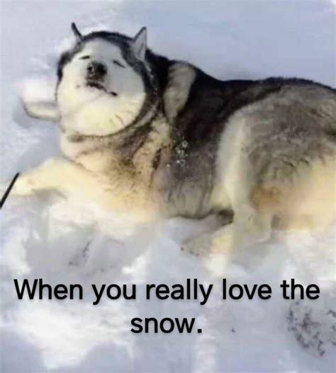 Snow Lover Meme By Celticcowgirl Memedroid