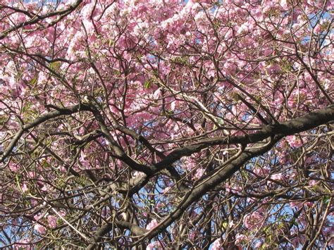The pink and white flowers of the tree easily shed petals, and are easy to spot on pathways after a light flowering trees in india, trees used for landscaping in india, flowering trees in bangalore, golden shower tree india. flowering trees in bangalore | patterned and textured......
