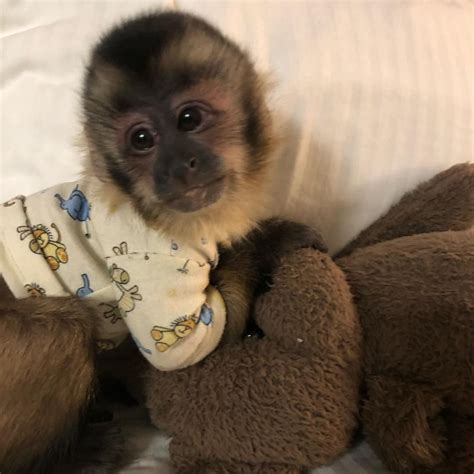 Capuchins Monkey For Sale In Cook County 57 Petzlover