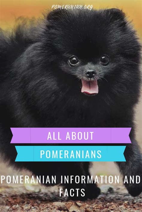 Visit The Pomeranian Dog Information And Facts Website Everything You