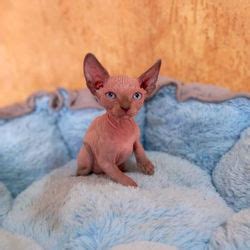 FILHOTES SPHYNX Donzanini