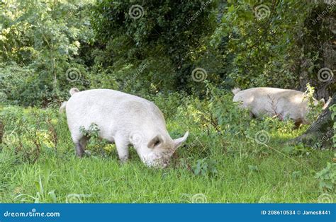 Two Pigs Stock Photo Image Of Baby Farm Pigs Meat 208610534