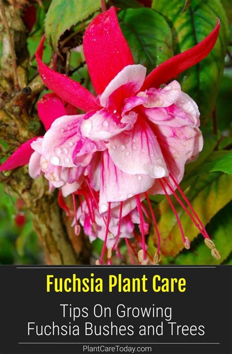 How To Care For The Fuchsia Plant Artofit
