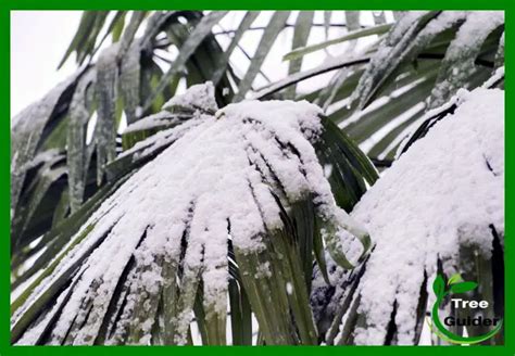 How Cold Can Palm Trees Tolerate Exploring Cold Tolerance