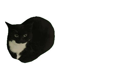 Maxwell Cat Sticker Maxwell Cat Descubrir Y Compartir GIFs