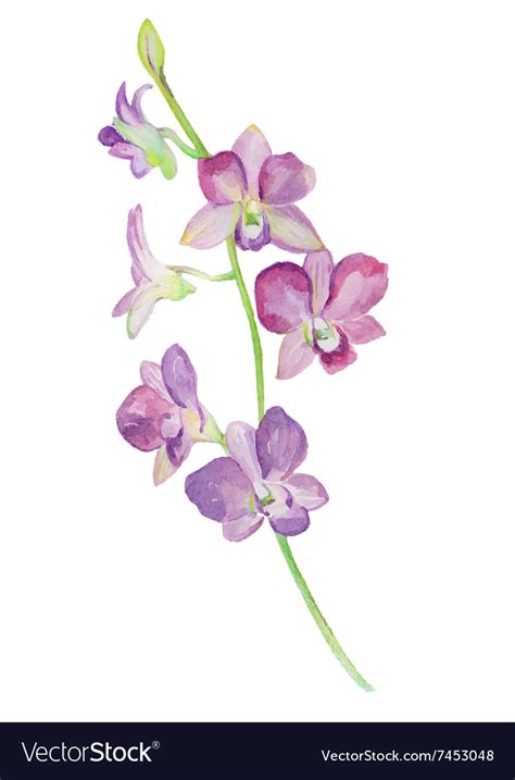 The flower looks like the bird dove. Watercolor of orchid flower isolated Royalty Free Vector