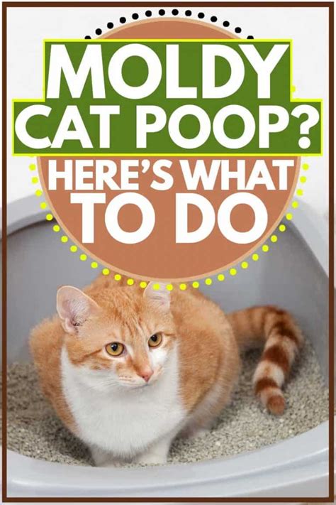 Moldy Cat Poop Here Is What To Do Litter