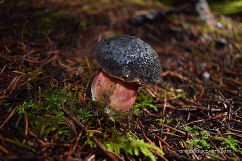 Wild Edible Mushroom Season In Oregon Oregon Discovery