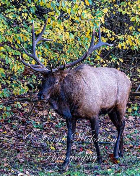 Eastern Elk Great Smoky Mountains National Park Etsy