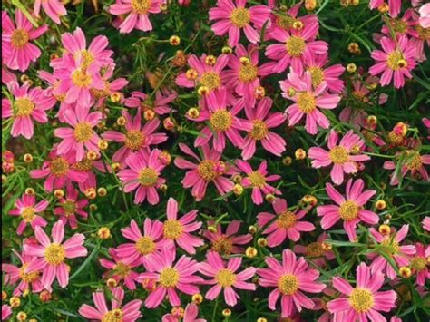 Coreopsis Rosea American Dream Pots Pink Flowers Summer And Autumn 2 X