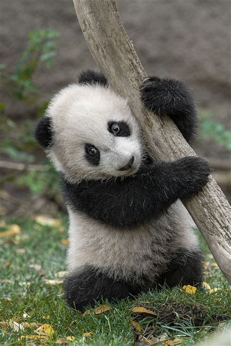 Panda Hugging Animal Menagerie Pinterest