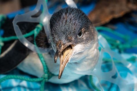 The Effects Of Plastics On Marine Wildlife Animal Courses