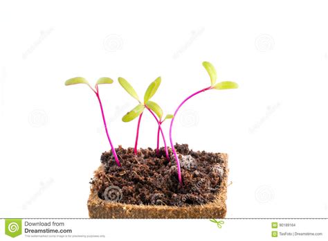 Seedlings Of Beetroot Or Red Beet In Peat Pot Stock Photo Image Of