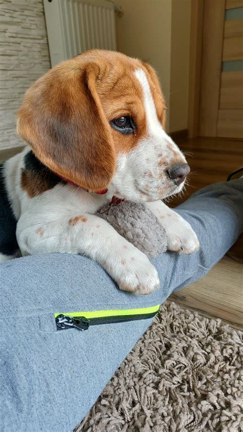 3 Months Old Pupper Beagle