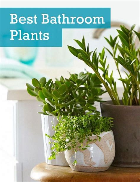 Best Of Home And Garden The 6 Best Plants For Your Bathroom