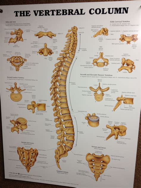 Vertebral Column Anatomy Back Anatomy Sports Medicine