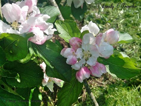 Apple Flower Malus Pumila