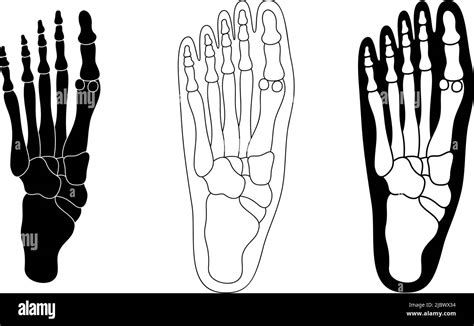 Set Of Foot Skeleton With Bones Black Foot Silhouette Vector