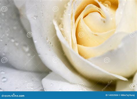 White Rose Stock Photo Image Of Flower White Raindrop 14353504