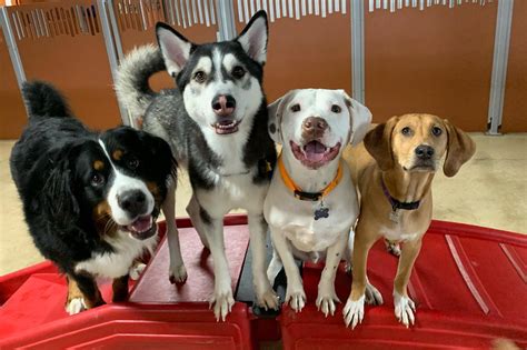 Camp Bow Wow. Photo courtesy of camp. - JAX Fray