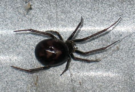 Is This A Widow Steatoda Grossa Bugguidenet