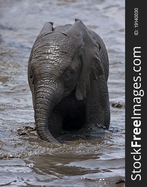 1 Baby Elephant Playing Muddy Water Free Stock Photos Stockfreeimages