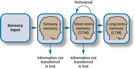 Sensory Memory Tyredprofile