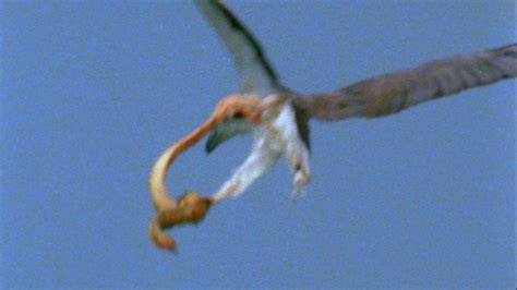 Worlds Deadliest Eagle Vs Toxic Snake Deadly Animals Sea Snake