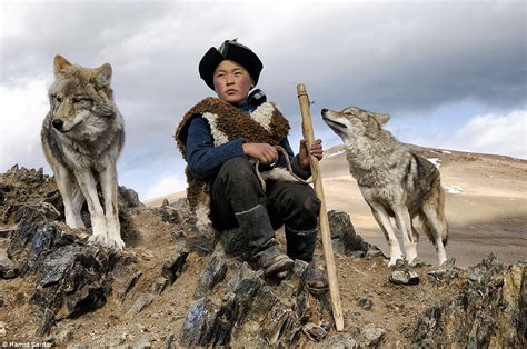 Mongolian Wolf Canis Lupus Chanco The Wolf Intelligencer