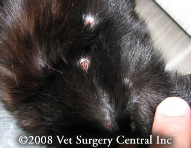 Ulcerated or exophytic lesions from the bulbar or palpebral conjunctiva, which may invade deep into orbital tissues. Animal Surgical Center of Michigan - Veterinarian in Flint, MI