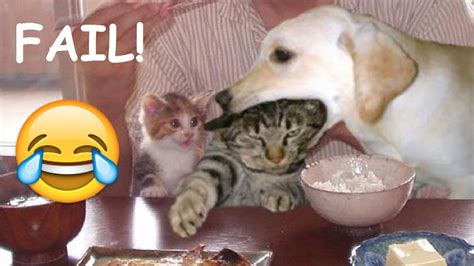 Funny Cat And Dog Fails