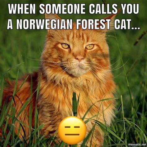 21 Funny Maine Coon Memes To Make You Laugh