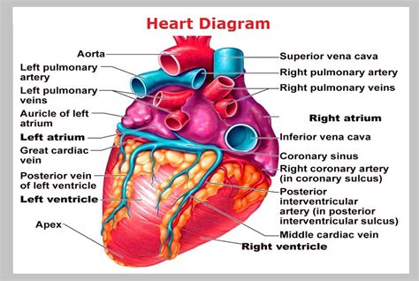Find the perfect coronary arteries diagram stock photos and editorial news pictures from getty images. Quotes about Education & Learning PART III