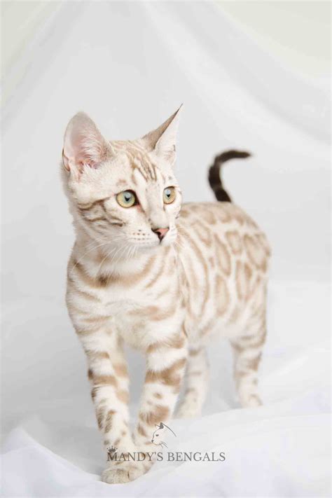 Snow Bengal Cat White Bengal Cat White Cats Bengal Tiger Cat Silver