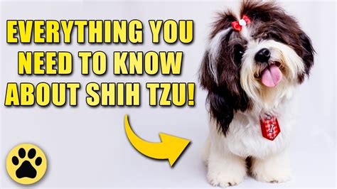 10 Surprising Facts You Might Not Know About Shih Tzu Youtube