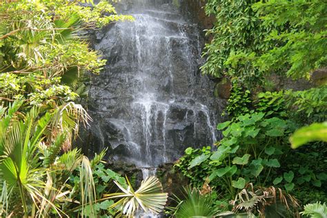 Waterfall In A Tropical Garden Free Stock Photo Public Domain Pictures