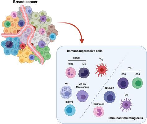 Frontiers Targeting Innate Immunity In Breast Cancer Therapy A Narrative Review