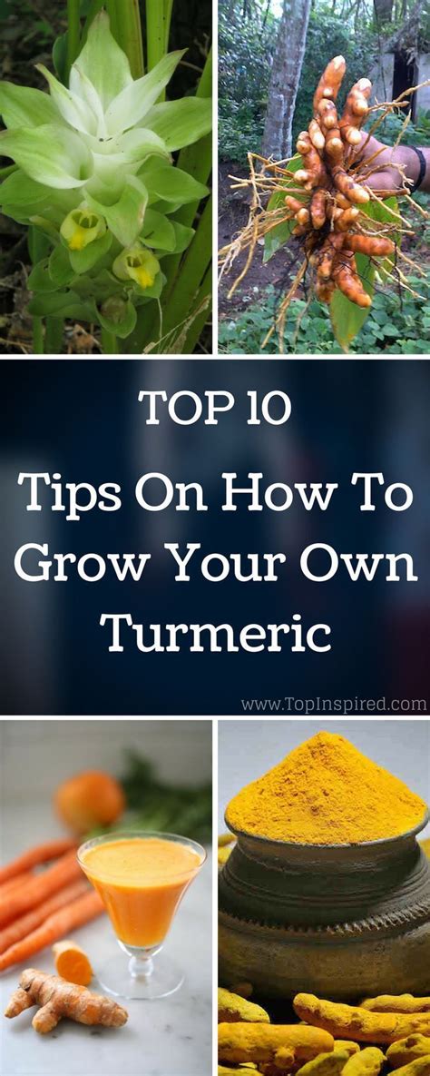 Here Is How To Grow Your Own Turmeric In Your Garden Or In A Container