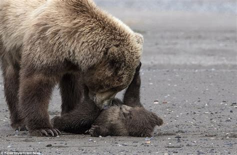 Mother Bear Plays With Two Four Month Old Cubs In Alaska Daily Mail