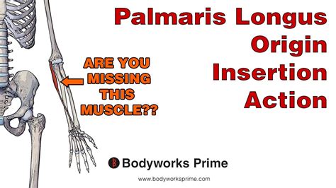 Palmaris Longus Anatomy Origin Insertion And Action Youtube