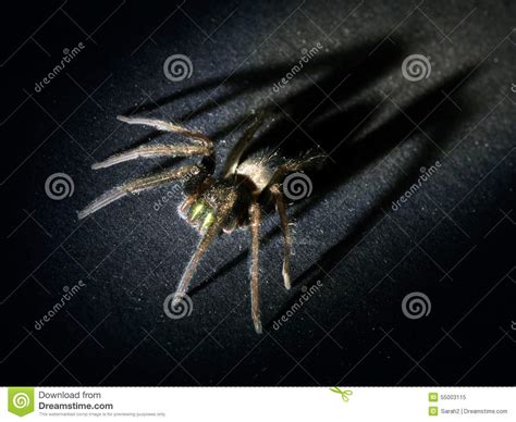 Arachnophobia Concept Hairy Spider With Large Looming Shadow Stock
