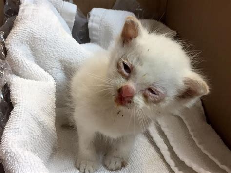 Tiny Kitten Rescued Off The Street Feels Love For The First Time The