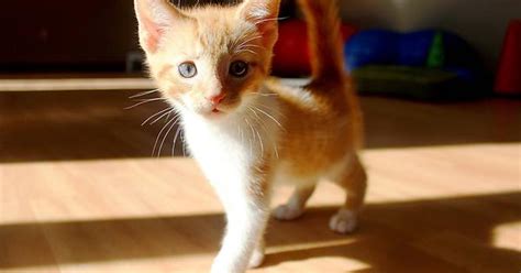 curious kitten imgur