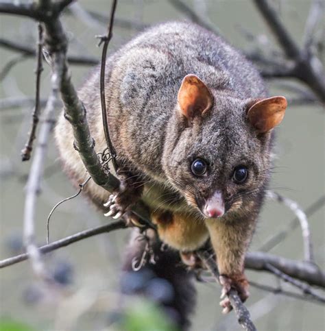 How To Get Rid Of Possums Possum Removal Melbourne And Adelaide