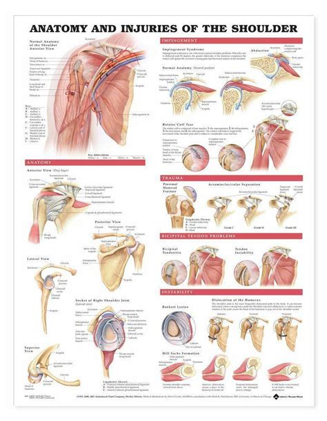Anatomy Chart Shoulder Anatomy And Injuries